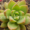 多肉植物批多肉黃麗多肉植物-4-6厘米多肉批發黃麗肉肉植物