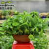 【基地直銷】批發(fā)各規(guī)格青葉綠蘿花卉盆栽凈化空氣去甲醛綠植