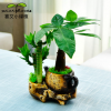 【基地直銷】室內(nèi)客廳微型盆景綠植花卉發(fā)財(cái)樹富貴竹網(wǎng)紋草組合盆