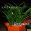 批發蘭花室內盆栽 高檔花卉 凈化空氣 防輻射 量大價格優惠