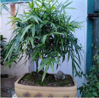 供應(yīng)庭院栽培小型竹子 佛肚竹凈化空氣植物 量大優(yōu)惠