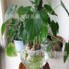 批發 凈化空氣 滴水觀音 綠色植物