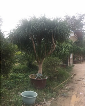 龍血樹