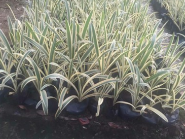 花葉蜘蛛蘭　 南方地被　報價　市政苗木　植物　苗木