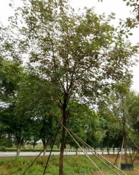 黃花風(fēng)鈴木　15－16分　多花　苗木　植物　報(bào)價(jià)　樓盤花木