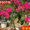 多色四季三角梅苗 三角梅盆栽 多年生三角梅苗 三葉梅紫色三角梅