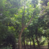 批發法國梧桐 10-30公分 農戶價