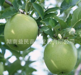 美容大王澳洲青蘋果苗嫁接水果苗蘋果苗木