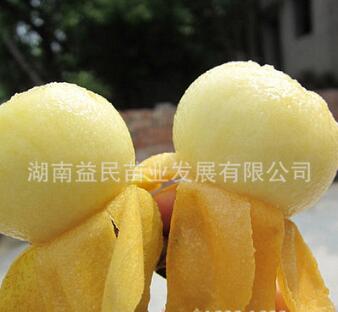 枇杷樹苗正宗東山白沙枇杷果樹苗鮮甜爽口皮薄肉厚白玉枇杷苗批發