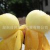 枇杷樹(shù)苗正宗東山白沙枇杷果樹(shù)苗鮮甜爽口皮薄肉厚白玉枇杷苗批發(fā)