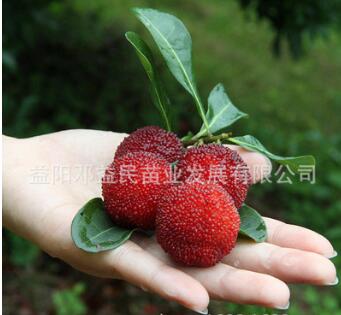 果樹苗木批發 南方果苗 正宗東魁楊梅苗 楊梅樹苗 果特大 肉厚
