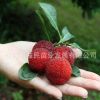 果樹苗木批發(fā) 南方果苗 正宗東魁楊梅苗 楊梅樹苗 果特大 肉厚
