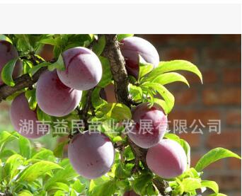 李子果樹苗 嫁接【紅寶石李子苗】花好果好味更好 可以盆栽種植