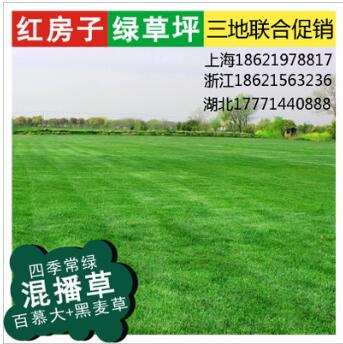 上海草皮批發(fā) 基地直銷冷季型混播草坪卷 、園林綠化草坪