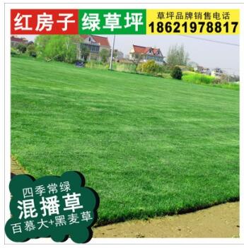 供應【四季青草坪】 矮生百慕大混播黑麥草 兩種草綠期交替