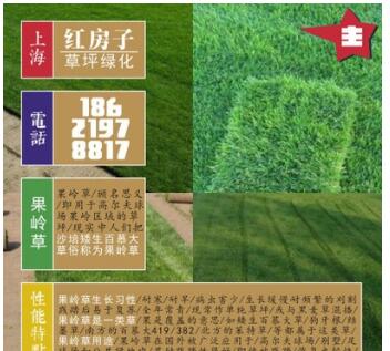 綠化用草坪 選矮生百慕大 又叫果嶺草 草質優美易管理維護