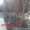 供應(yīng)櫻花 早櫻 晚櫻 日本櫻花 批發(fā) 規(guī)格齊全 供應(yīng)各種綠化樹