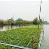 優(yōu)質(zhì)水芹 水英 細(xì)本山芹菜 牛草 楚葵 刀芹 蜀芹 供應(yīng)水生植物