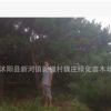 大黑松出售 黑松大樹 10公分15公分粗其他規(guī)格齊