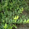 超低價(jià) 攀緣植物 青葉蔓 爬行衛(wèi)矛 衛(wèi)矛 綠化 庭院扶芳藤