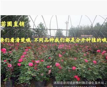 超低價(jià)格 3年生 月季花23個(gè)品種 大花月季 盆栽 帶花苞嫁接月季