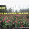 超低價(jià)格 3年生 月季花23個(gè)品種 大花月季 盆栽 帶花苞嫁接月季