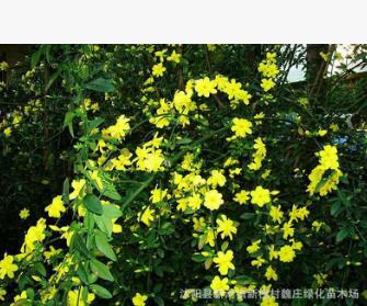 低價(jià) 迎春花 垂吊攀援花卉 庭院植物 綠化 綠籬