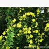 低價(jià) 迎春花 垂吊攀援花卉 庭院植物 綠化 綠籬