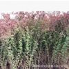 超低價(jià)綠化 紅葉小波 紅葉小檗 綠籬植物 庭院 彩色植物 花木