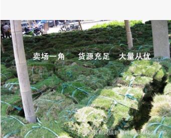 耐寒耐旱耐踐踏草皮 四季青綠果嶺草坪 庭院綠化工程苗