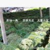 耐寒耐旱耐踐踏草皮 四季青綠果嶺草坪 庭院綠化工程苗