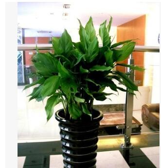 萬(wàn)年青大型室內(nèi)辦公室盆栽花卉綠植大葉萬(wàn)年青 健康長(zhǎng)壽 凈化空氣
