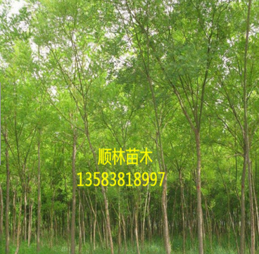 出售速生國槐 山東哪里賣速生國槐 基地直供各種規格速生國槐$