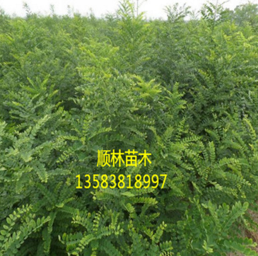 順林苗木基地現貨出售優質速生國槐 高成活率速生國槐價格實惠$