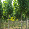 批量供應現挖法桐樹苗 長勢茂盛法桐樹苗 量大優惠$