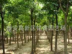 國槐 山東2米高國槐價(jià)格 泰安國槐批發(fā) 金枝國槐哪里買