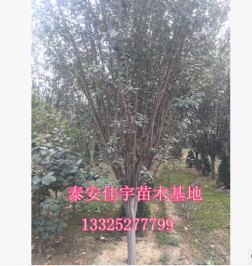 園林綠化西府海棠苗木 3公分海棠