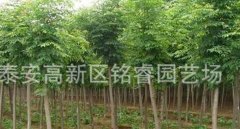 國槐山東國槐價(jià)格3-9公分國槐哪里賣泰安國槐批發(fā)綠化苗木