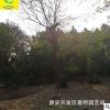 20公分大國槐 庭蔭行道樹