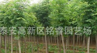 國槐苗哪里買國槐苗價(jià)格國槐苗批發(fā)國槐苗大型基地