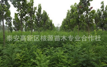 國槐，國槐小苗，國槐樹苗，國槐價格