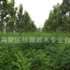 國槐，國槐小苗，國槐樹苗，國槐價格
