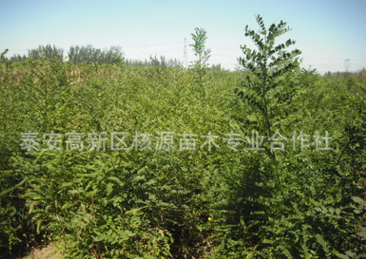 批發國槐小苗 速生國槐 老式國槐價格1-15公分