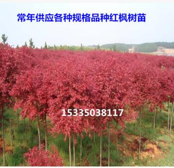 日本紅楓樹苗美國紅楓中國紅楓苗紅楓小苗庭院盆栽花卉綠化苗批發