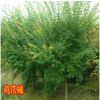 雞爪槭漆苗槭樹青楓小苗盆栽庭院種植苗圃直銷槭樹雞爪楓紅楓批發