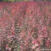 日本紅楓苗批發 園林工程綠化苗木 紅楓嫁接樹苗 喬木 紅楓小苗