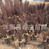 日本紅楓樹苗 庭院綠化樹 嫁接紅楓小苗 綠化苗木