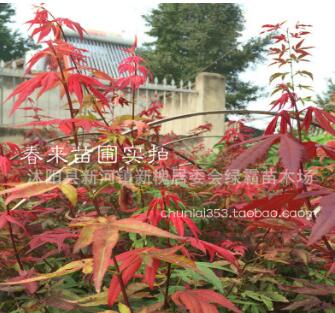 日本紅楓小苗 基地直銷 品種正宗 日本紅楓樹苗 嫁接紅楓苗