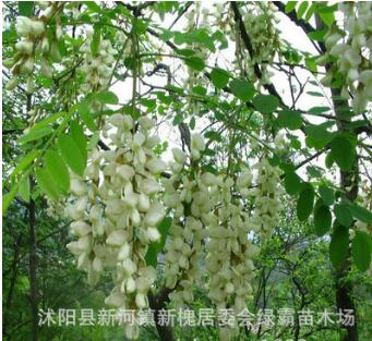 基地直銷優(yōu)質(zhì)刺槐 香花槐 龍爪槐樹苗 刺槐樹 綠化苗木 規(guī)格齊全