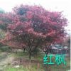 紅楓 中國紅楓灌木花卉 園林綠化 常綠喬木